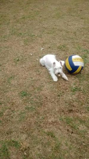 Schnauzer Miniatura Cachorros Blancos