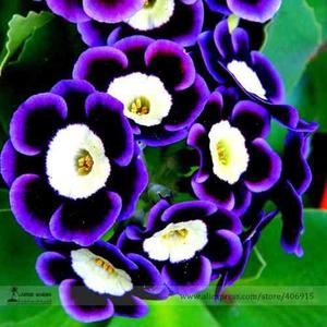Semilla Petunia Tricolor Flores Raras 20 Semillas Importadas