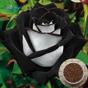Semilla Rosa Blanca Borde Negro Flores Raras 10 Semillas