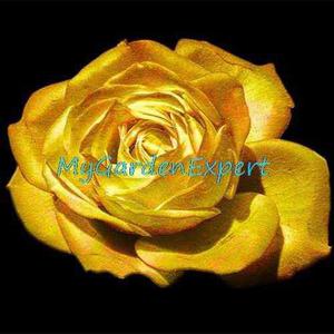Semilla Rosa Gold Yellow Flores Raras 10 Semillas