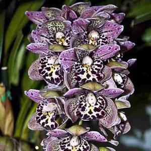 Semillas Orquida Barco Cymbidium Faberi