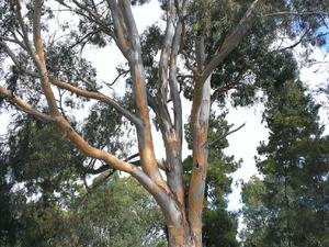 regalo leña eucaliptus