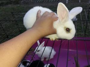 Conejitos