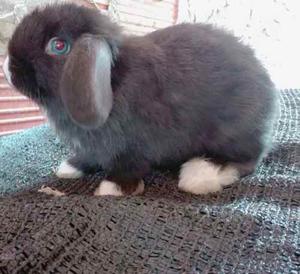 Conejitos Holland Lop Ojos Claros