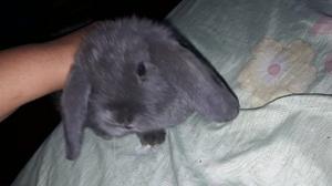 Hermosa Conejita Enana Holland Lop