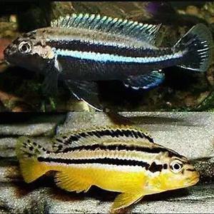 Peces ciclidos auratus