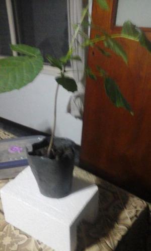 Planta de Nogal 25 cm