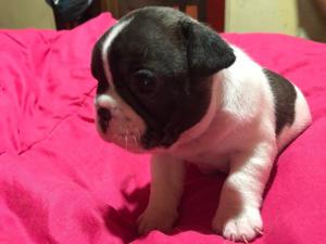 VENDO CACHORRO BULLDOG FRANCES