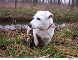 jack russell macho