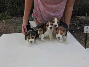 Beagles cachorros tricolor