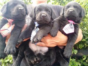 CACHORROS DE LABRADOR NEGROS PADRES A LA VISTA
