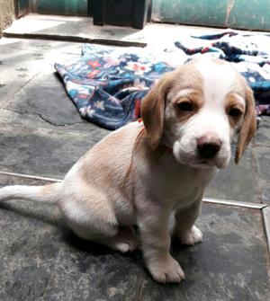 Cachorro beagle bicolor