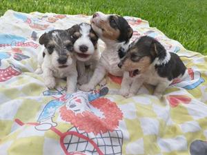 Cachorros fox terrier wire (pelo duro)