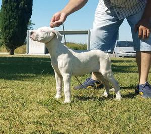 Dogo Argentino cachorros con pedigrí de FCA