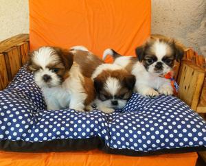 HERMOSOS SHIH TZU MINI MACHITOS Y HEMBRITAS! TARJETAS/ENVIOS