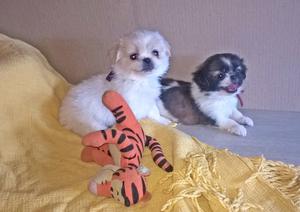 Hermosos Shih Tzu minis machos y hembras