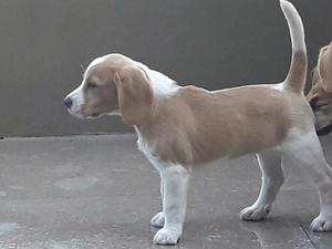 OPORTUNIDAD Cachorra beagle bicolor
