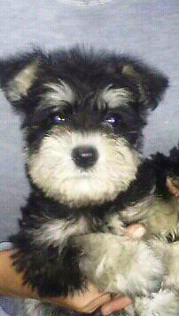 REGALE SCHNAUZER MINI