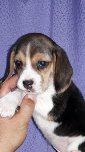 Ultima beagle hembra.