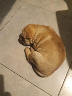 Vendo Shar pei