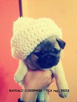 carlino pug hembras !!!