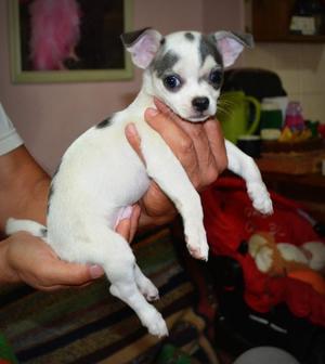 chihuahua macho cachorro