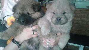 ltima cachorra de chow chow hembra