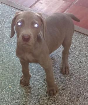 Cachorros Weimaraner disponibles