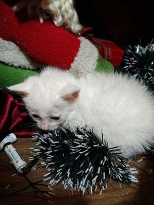 Gatito De Angora Blanco