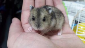 Hamster / Topitos Rusos - (zona Sur, Lomas De Zamora)