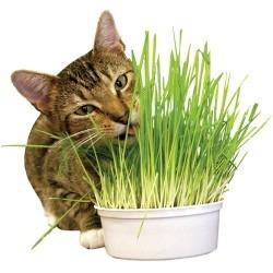 Hierba Para Gatos- Semillas- Tu Mascota