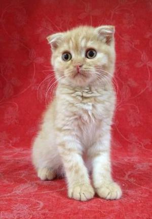 Scottish Fold, Macho, Color Red (rojo).