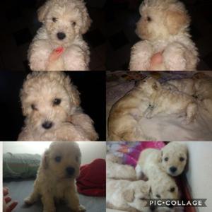 Se vende caniche toy