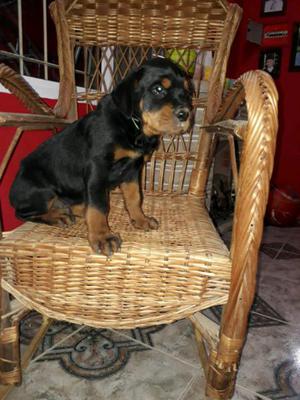 Vendo cachorro rottweiler macho de 2 meses vacunado