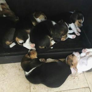 6 Cachorros beagle