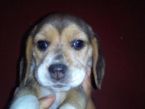 Beagle tricolor hembrita