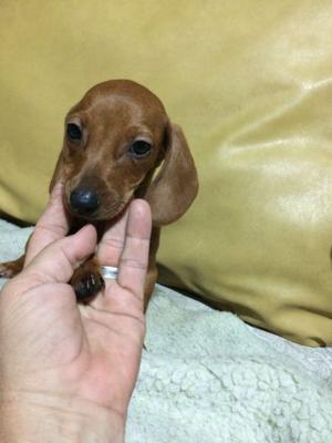 Cachorra salchicha dachshund k