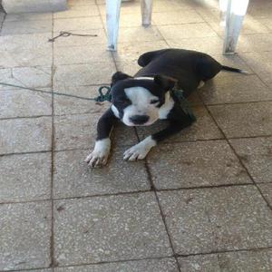 Cachorro Pitbull de 5 Meses