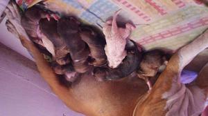 Cachorros Pitbull en Venta