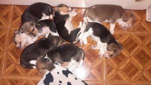 Cachorros beagle disponibles