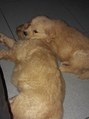 Cachorros golden retriever