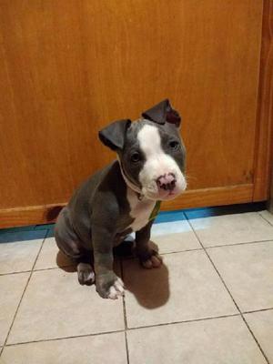 Hembra Pitbull