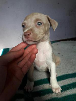 Pitbull Hembra Silver