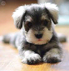 REGALE SCHNAUZER MINI