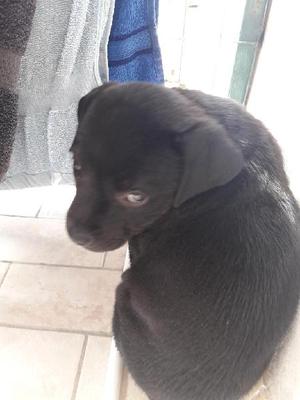 Regalo Perrita Cruza Rodwailer Y Pitbull