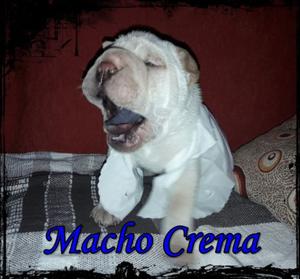 Shar Pei Machito Crema Precioso !!