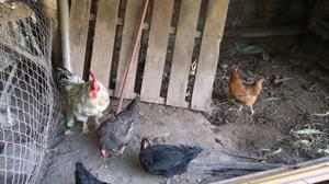 Vendo gallinas caseras y cruza con riña y un gallo