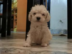 caniche micro toy 2 meses