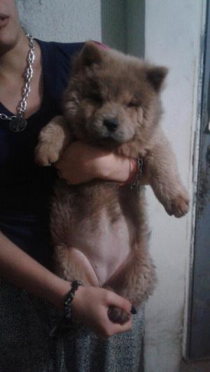 Última cachorra de chow chow hembra