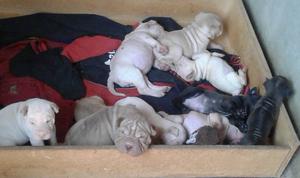 shar pei cachorros